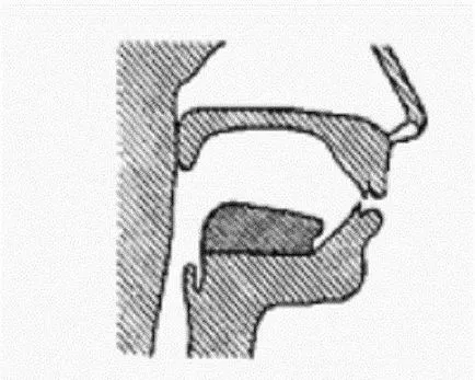 Clasificarea vocalelor