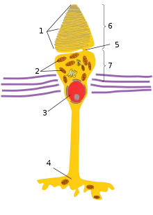 Conurile (retina) - este