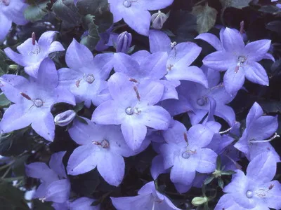 flori sădite clopote animale de companie fotografie secrete de îngrijire a plantelor