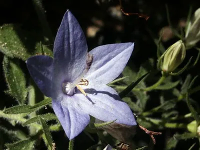 flori sădite clopote animale de companie fotografie secrete de îngrijire a plantelor