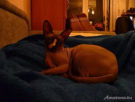 Колаж с Сфинкса, Египетския котката