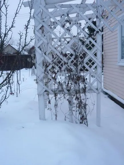 Clematis засаждане и грижи в открито поле