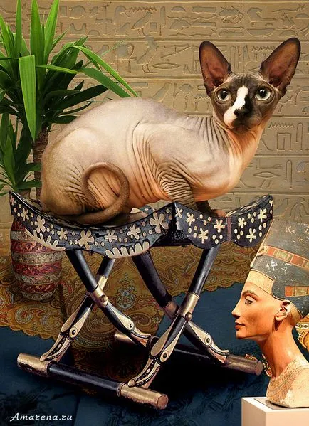 Colaj cu Sfinxul, pisica egiptean