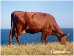 Hrănirea și întreținerea unei vaci de numerar - selyanochka - portal pentru agricultori, agricultură,
