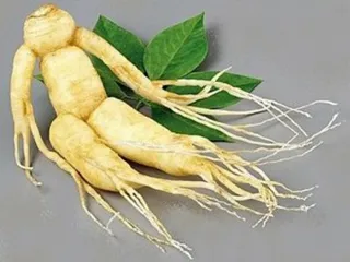 Ginseng rădăcină proprietăți utile și contraindicații