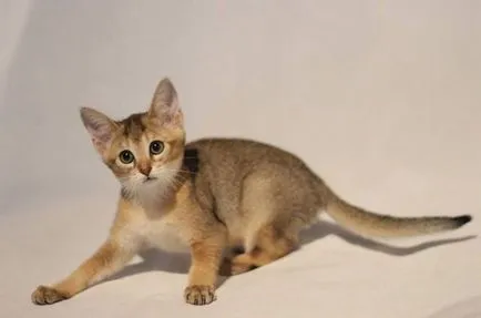 Ceausu описание котка порода, характер, видео