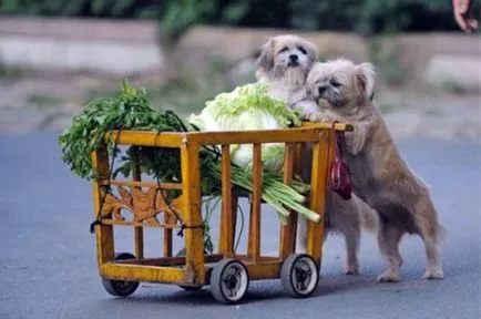 Pisicile și câinii sunt vegetarieni - bunăstarea animalelor - bunăstarea animalelor