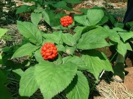 Ginseng rădăcină proprietăți utile și contraindicații