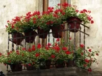 Красива тераса с цветя, 16 снимки на примери за градини на балконите и лоджиите, които могат да се отглеждат