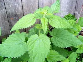 Nettles - terapiile traditionale, medicina alternativa