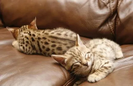 Kiscicák Asher költség fajta, fotók, ahol vásárolni és mekkora a cica Usher Magyarországon - az ár