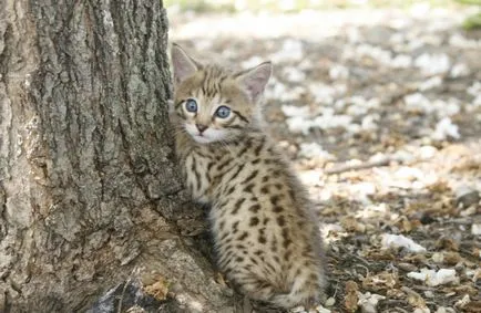 Котенца Ашер цена порода, снимки, къде да се купуват и колко е котето Ъшър в България - цени