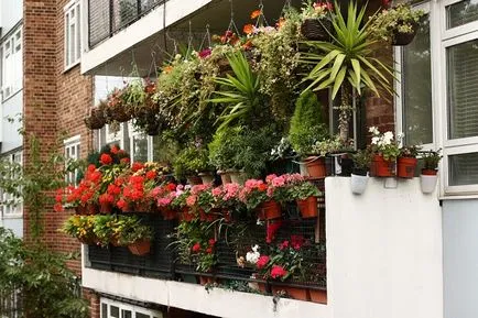 frumos balcon cu flori, 16 fotografii de exemple de grădini pe balcoane și loggii, care pot fi cultivate