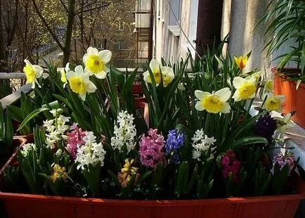 frumos balcon cu flori, 16 fotografii de exemple de grădini pe balcoane și loggii, care pot fi cultivate