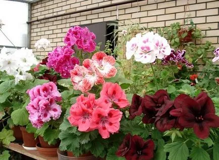 frumos balcon cu flori, 16 fotografii de exemple de grădini pe balcoane și loggii, care pot fi cultivate