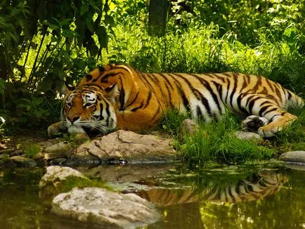 Scurtă informații despre tigri