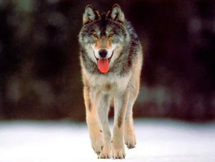 Imagini frumoase de lupi (40 poze) - poze haioase si umor