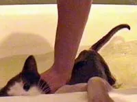 Къпане котки - смешни истории, хумор котка