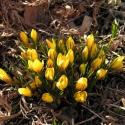 Crocus засаждане и грижи в отглеждането на открито поле, а комбинацията от ландшафтно проектиране, снимка,