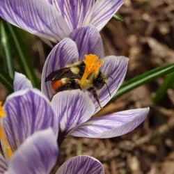 Crocus засаждане и грижи в отглеждането на открито поле, а комбинацията от ландшафтно проектиране, снимка,