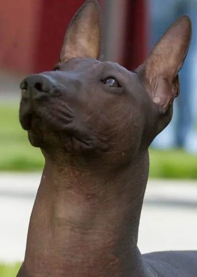 Xoloitzcuintle снимка, описание порода, характер, видео