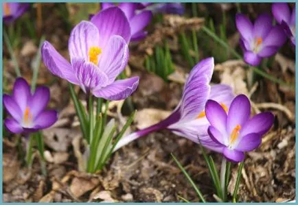 Crocus засаждане и грижи в отглеждането на открито поле, а комбинацията от ландшафтно проектиране, снимка,