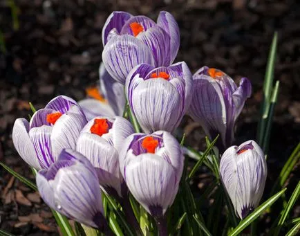 Crocus засаждане и грижи в отглеждането на открито поле, а комбинацията от ландшафтно проектиране, снимка,