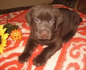 Labrador - ahogy lakásokban élnek, hány él Labrador