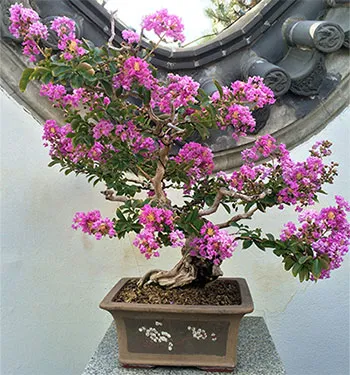 Lagerstroemia - îngrijire, fotografie, înflorire