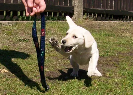 Labrador - cel mai bun câine de familie