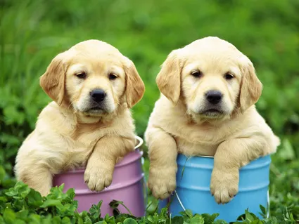 Labrador - cel mai bun câine de familie