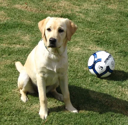 Labrador - cel mai bun câine de familie