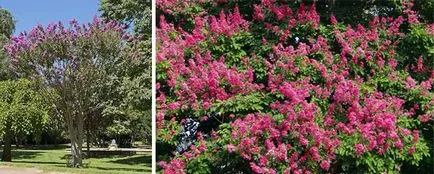 Lagerstroemia - îngrijire, fotografie, înflorire