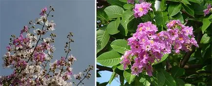 Lagerstroemia - îngrijire, fotografie, înflorire