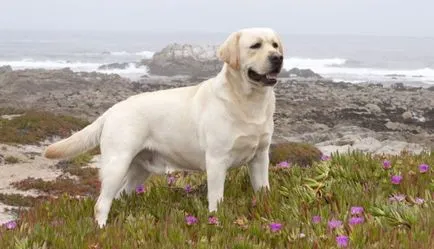 Labrador jellemző a fajtára, annak leírása, minden, mi a takarmány otthon, ápolási és