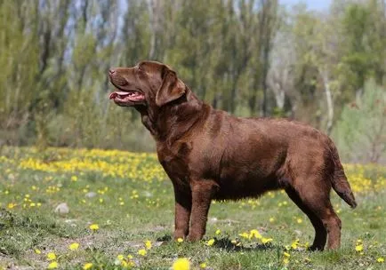 Labrador jellemző a fajtára, annak leírása, minden, mi a takarmány otthon, ápolási és