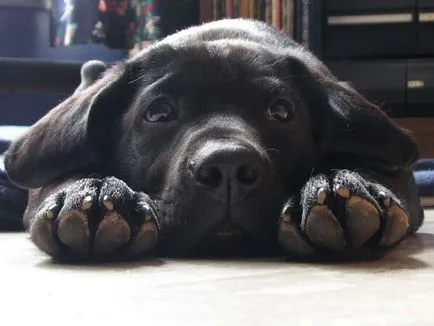 Labrador - cel mai bun câine de familie