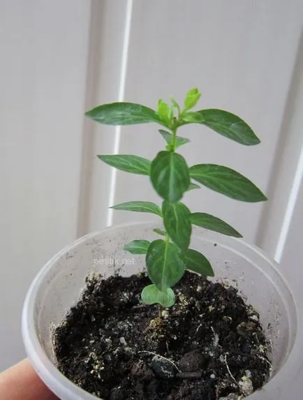 Lagerstroemia (liliac indian) sămânță