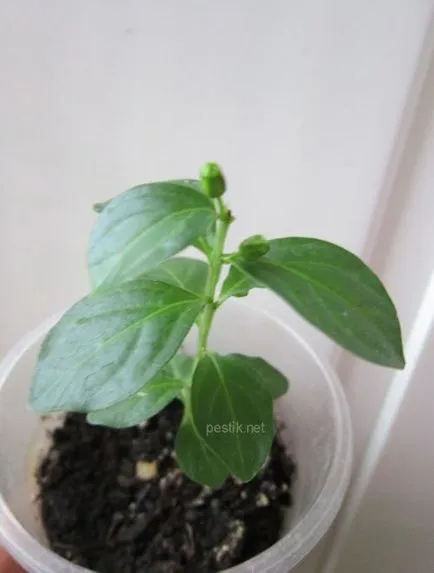 Lagerstroemia (liliac indian) sămânță