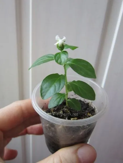 Lagerstroemia (liliac indian) sămânță