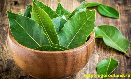 Bay Leaf - utilizare în tratamentul și prevenirea bolilor