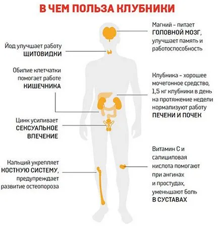 Wild правила за подбор и горски плодове полезни свойства