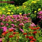 Лунен календар градинари до август 2017 - Виена вила