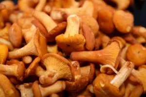 Chanterelles télen a legjobb receptek gomba üres