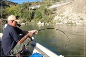 Залавянето на сом на Куок - Тайните на успешния риболов