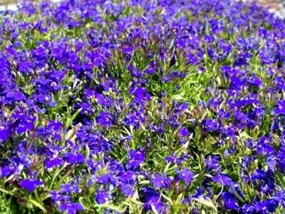 plantare Lobelia și de îngrijire în propagarea câmp deschis prin butași