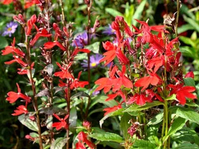 Lobelia засаждане и грижи в открито поле размножаване чрез резници