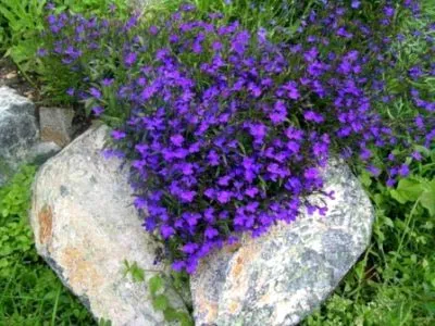 plantare Lobelia și de îngrijire în propagarea câmp deschis prin butași