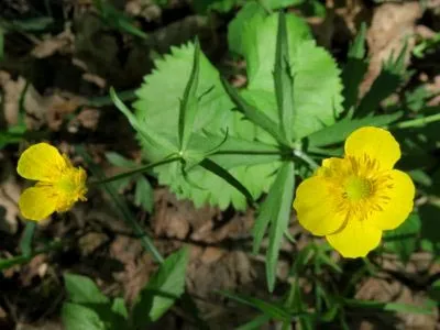 Buttercups kert ültetés és gondozás növekvő magról