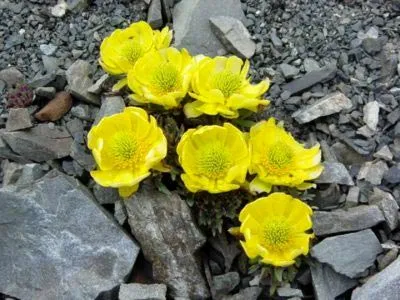 Buttercups kert ültetés és gondozás növekvő magról